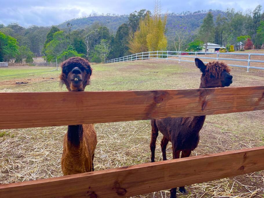 Mountview Alpaca Farmhouse Villa Canungra Exterior photo