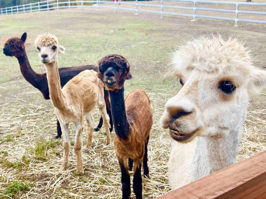 Mountview Alpaca Farmhouse Villa Canungra Exterior photo