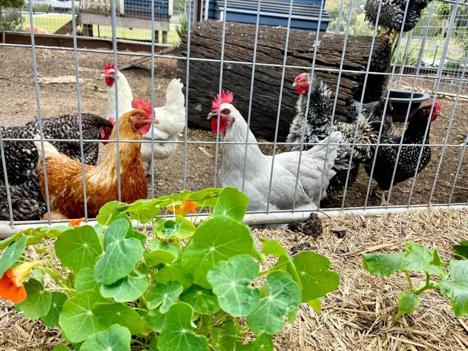 Mountview Alpaca Farmhouse Villa Canungra Exterior photo